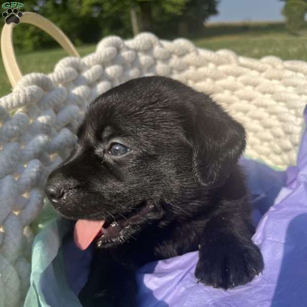 Kaycie, Black Labrador Retriever Puppy