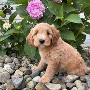 California ( Callie ), Mini Whoodle Puppy