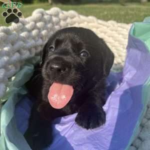 Kaycie, Black Labrador Retriever Puppy