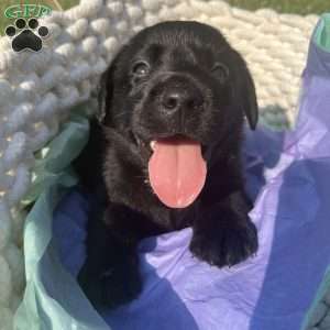 Kaycie, Black Labrador Retriever Puppy