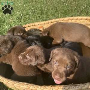 Teddy, Black Labrador Retriever Puppy