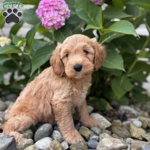 California ( Callie ), Mini Whoodle Puppy