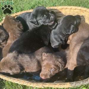 Teddy, Black Labrador Retriever Puppy
