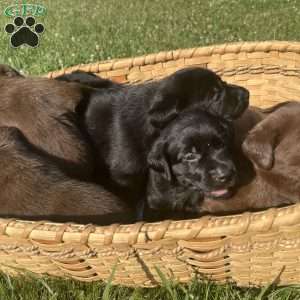 Teddy, Black Labrador Retriever Puppy