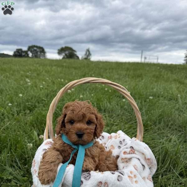 Stewart, Cavapoo Puppy