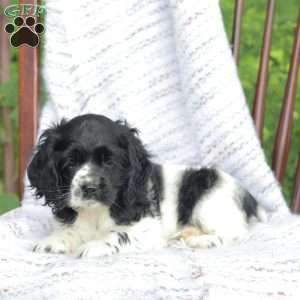 Casey, Cocker Spaniel Puppy