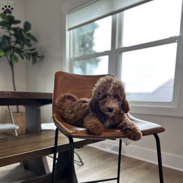 Sasha, Mini Bernedoodle Puppy