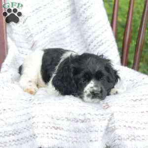 Casey, Cocker Spaniel Puppy