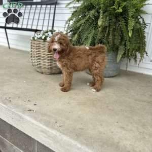 Sasha, Mini Bernedoodle Puppy