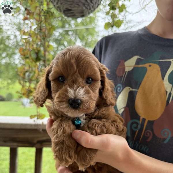 Stanley, Cavapoo Puppy
