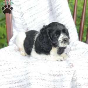 Casey, Cocker Spaniel Puppy