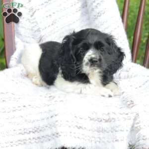 Casey, Cocker Spaniel Puppy