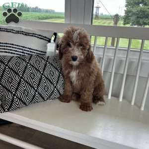 Sasha, Mini Bernedoodle Puppy