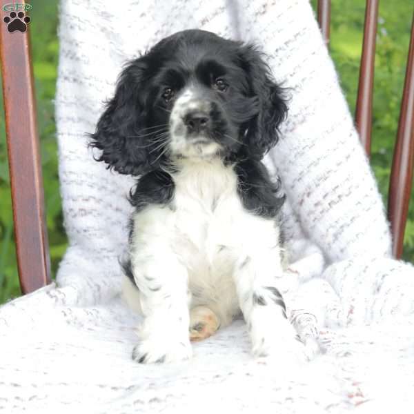 Casey, Cocker Spaniel Puppy