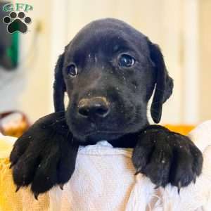 Kaycie, Black Labrador Retriever Puppy