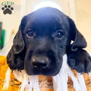 Kaycie, Black Labrador Retriever Puppy