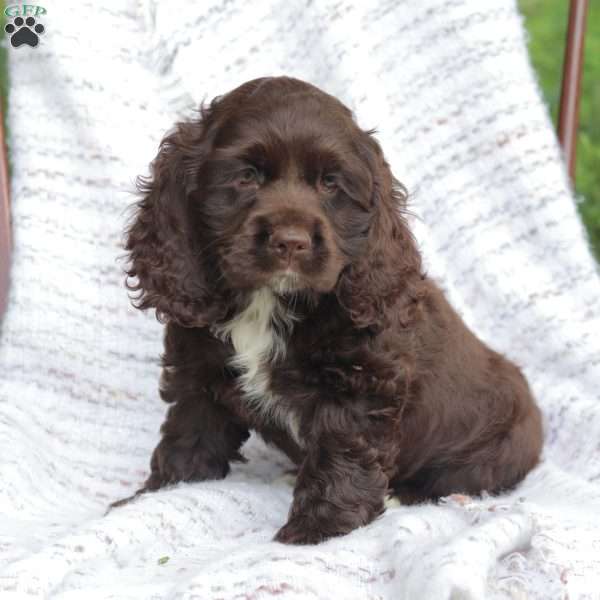 Kelly, Cocker Spaniel Puppy