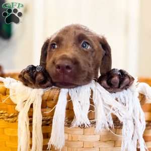 Teddy, Black Labrador Retriever Puppy