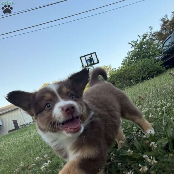 Skye, Miniature Australian Shepherd Puppy