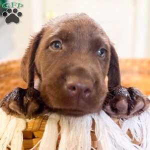 Teddy, Black Labrador Retriever Puppy