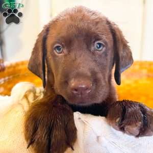 Teddy, Black Labrador Retriever Puppy