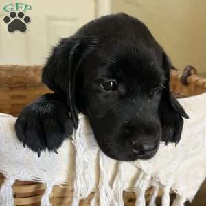 Kaycie, Black Labrador Retriever Puppy