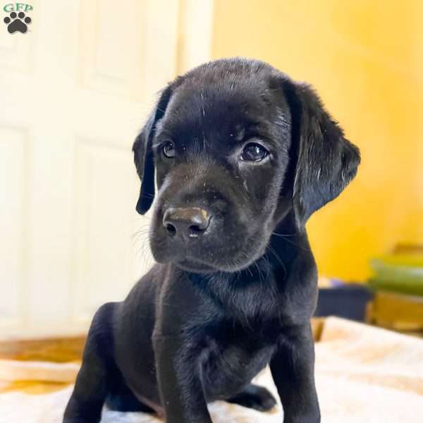 Kaycie, Black Labrador Retriever Puppy