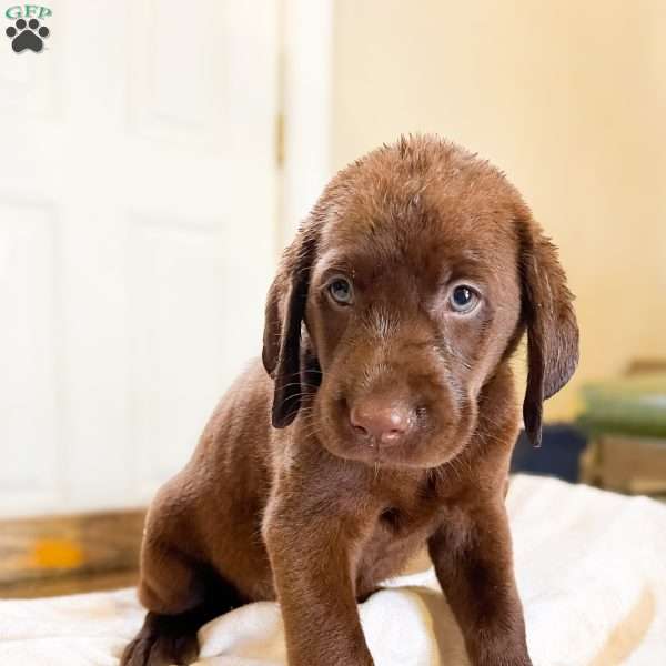 Teddy, Black Labrador Retriever Puppy