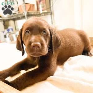 Teddy, Black Labrador Retriever Puppy