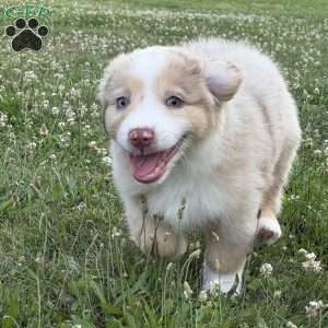 Zuma, Miniature Australian Shepherd Puppy