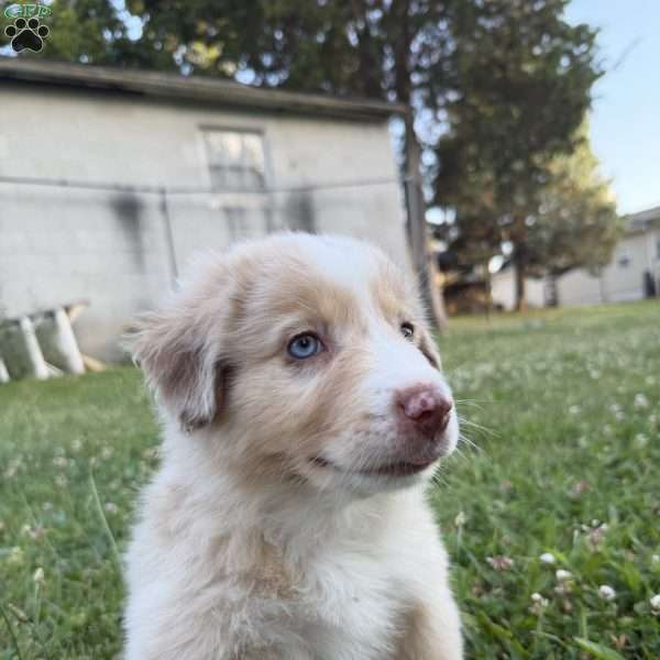Zuma, Miniature Australian Shepherd Puppy