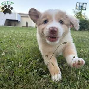 Zuma, Miniature Australian Shepherd Puppy
