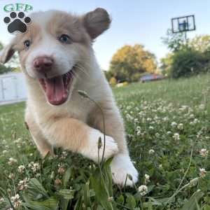 Zuma, Miniature Australian Shepherd Puppy