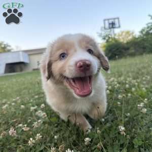Zuma, Miniature Australian Shepherd Puppy