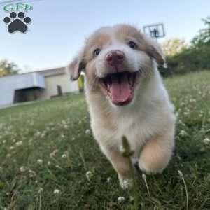 Zuma, Miniature Australian Shepherd Puppy