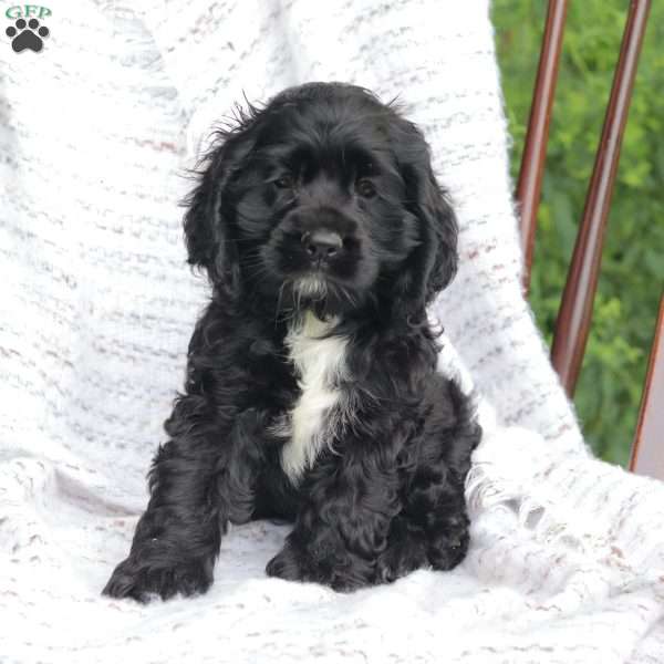Cookie, Cocker Spaniel Puppy