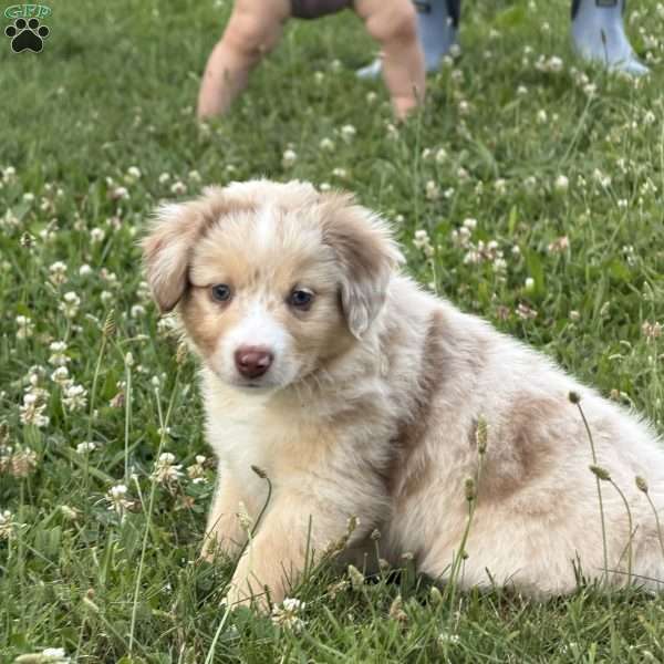 Marshall, Miniature Australian Shepherd Puppy