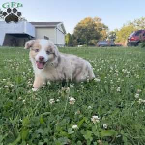 Rubble, Miniature Australian Shepherd Puppy
