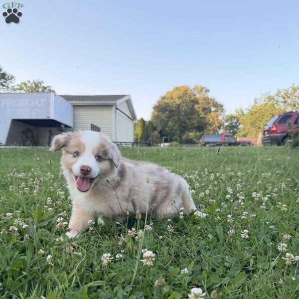 Rubble, Miniature Australian Shepherd Puppy