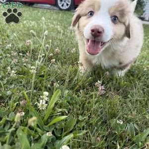 Rubble, Miniature Australian Shepherd Puppy