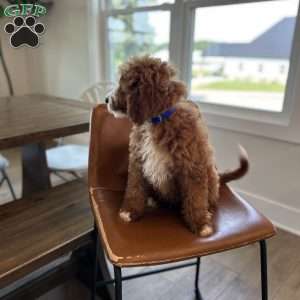 Rex, Mini Bernedoodle Puppy