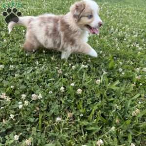 Rubble, Miniature Australian Shepherd Puppy
