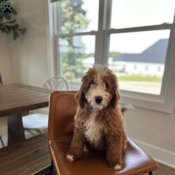 Rex, Mini Bernedoodle Puppy