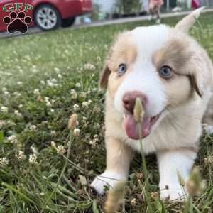 Rubble, Miniature Australian Shepherd Puppy