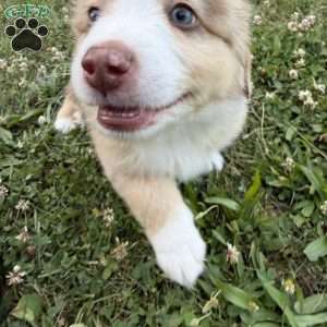 Rubble, Miniature Australian Shepherd Puppy