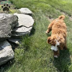 Rex, Mini Bernedoodle Puppy