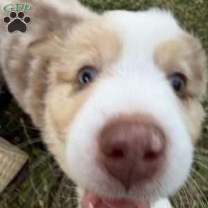 Rubble, Miniature Australian Shepherd Puppy