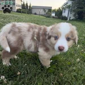 Rubble, Miniature Australian Shepherd Puppy