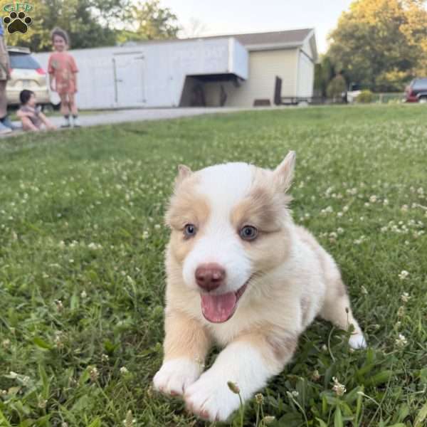 Rubble, Miniature Australian Shepherd Puppy
