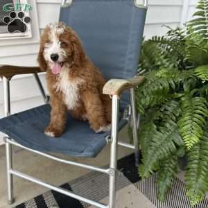 Rex, Mini Bernedoodle Puppy